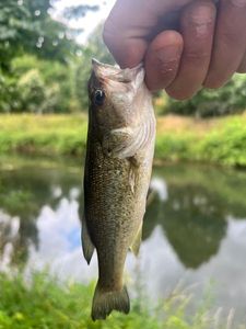 Largemouth Bass