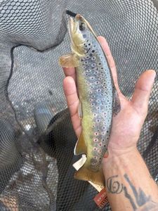 Brown Trout