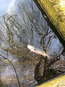 Brook Trout
