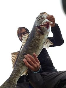 European Bass (Seabass)