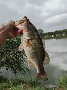 Largemouth Bass