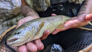 Brown Trout