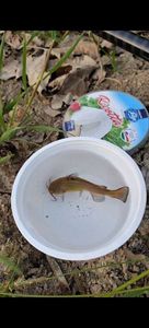 Catfish