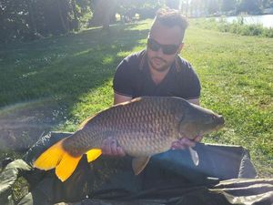 Common Carp