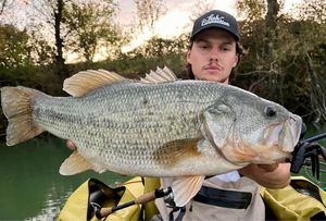 Largemouth Bass