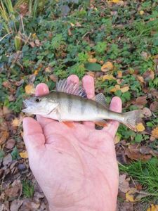 European Perch