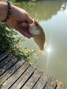 Smallmouth Bass