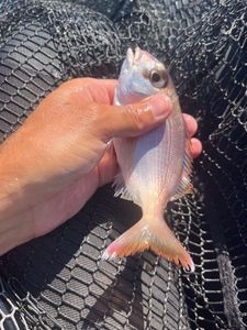 Axillary Seabream
