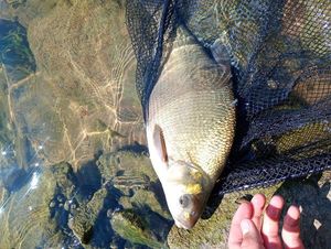 Common Bream