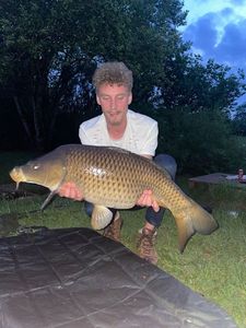 Common Carp