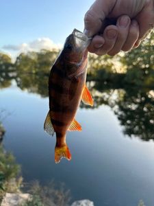 European Perch