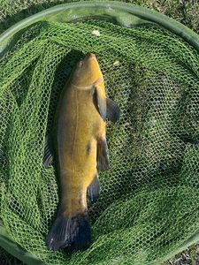 Tench