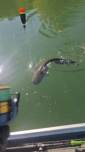 Wels