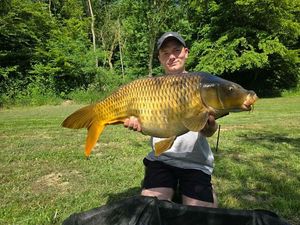 Common Carp