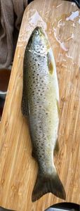 Brown Trout