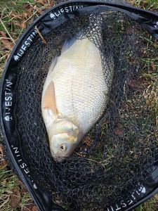 Common Bream