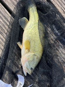 Smallmouth Bass