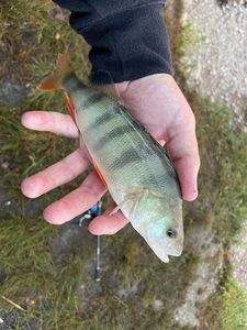 European Perch