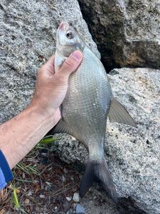 Common Bream