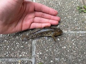 Round Goby