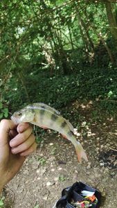 European Perch