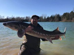 Sturgeon