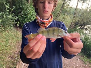 European Perch
