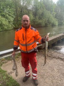 European Eel (Common Eel)