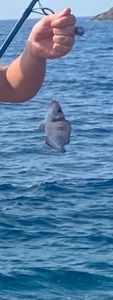 White Seabream