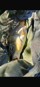 Leather Carp