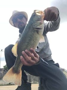 Largemouth Bass