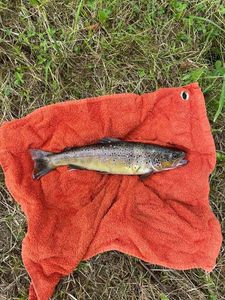 Brown Trout
