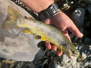 Brown Trout