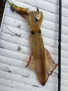 European Squid