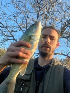 Largemouth Bass
