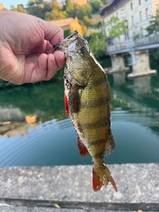 European Perch
