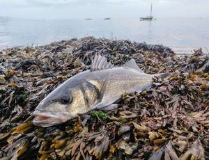 European Bass (Seabass)