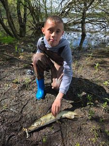 Northern Pike