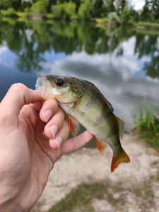 European Perch
