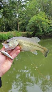 Largemouth Bass