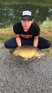 Common Carp