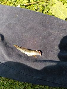 Common Goby