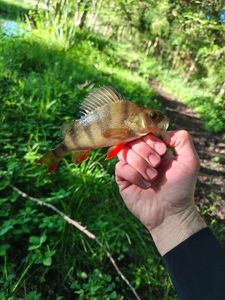 European Perch