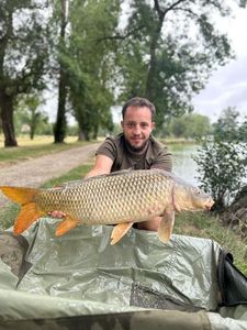 Common Carp