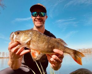 European Perch