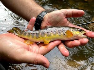 Brown Trout