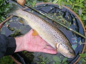 Brown Trout