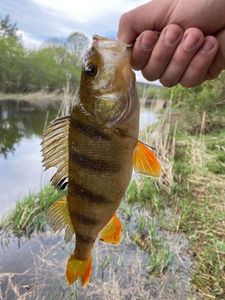 European Perch
