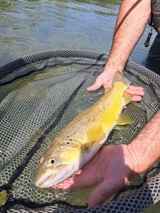 Brown Trout