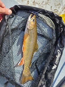 Brook Trout